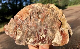 Reilly’s Rocks: Top Quality Saint Johns Arizona Petrified Wood,  6 Lbs