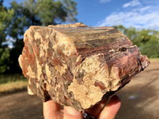 REILLY’S ROCKS: Top Quality Saint Johns Arizona Petrified Wood,  6 Lbs 2