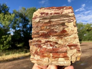 REILLY’S ROCKS: Top Quality Saint Johns Arizona Petrified Wood,  6 Lbs 3