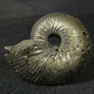 1.  3in/3.  4cm Shine Pyrite Ammonite Funiferites Jurassic Fossil Russia