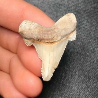 Sharp 1.  38 " Angustidens Shark Tooth Teeth Fossil Sharks Necklace Megalodon Jaws