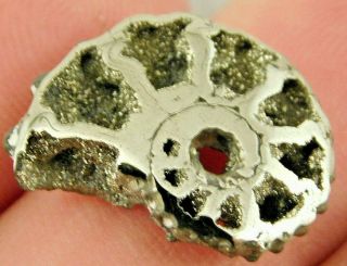 A Small Polished 100 Natural Pyrite Ammonite Fossil Mikhaylov Mine Russia 7.  47 E