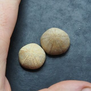 2x Echinoid 21 - 23mm Sea Urchin Holectypus Depressus Bajocian Fossils France
