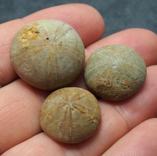 3x Echinoid 21 - 25mm Sea Urchin Holectypus Depressus Bajocian Fossils France