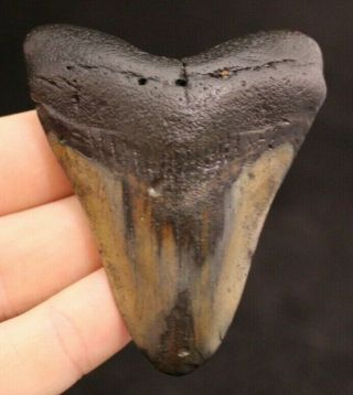 Megalodon Shark Tooth 3.  03 " Extinct Fossil Authentic Not Restored (cg13 - 181)
