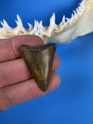 Fossilized 1 1/2 Inch Great White Shark Tooth From Venice Florida