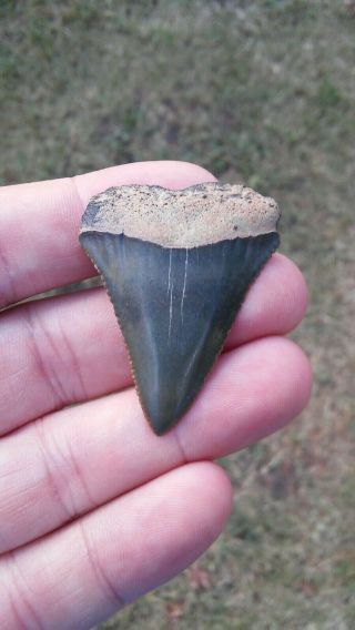 1 11/16 " Fossil Great White Shark Tooth Found In Sc Not Megalodon Natural