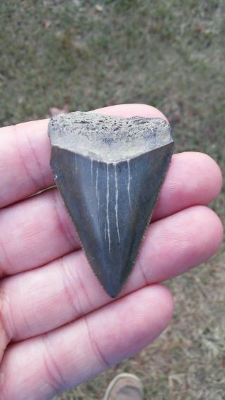 2 1/16 " Fossil Great White Shark Tooth Found In Sc Not Megalodon Natural