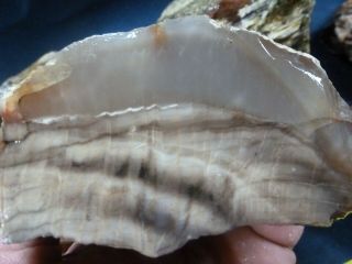 Css: 12 Lb 11 Oz Of Highly Agatized Petrified Wood Great Colors