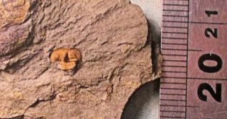 Fine And Rare Complete 0.  5cm Hangchungolithus Primitivus Lower Arenig,  France