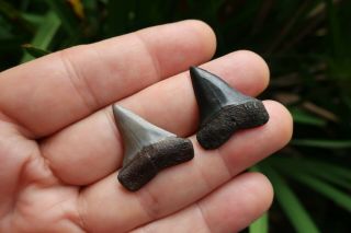 Extinct Mako Shark Fossil Teeth (2) Southwest Florida