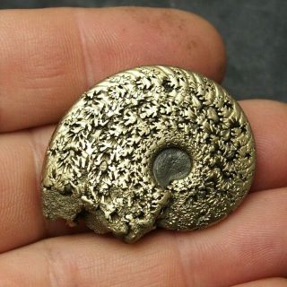 40mm Ammonite Pyrite Mineral Fossil Fossilien Ammoniten France