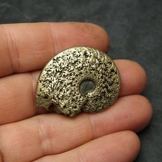 40mm AMMONITE Pyrite Mineral Fossil fossilien Ammoniten France 2