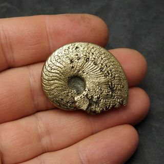 40mm AMMONITE Pyrite Mineral Fossil fossilien Ammoniten France 3