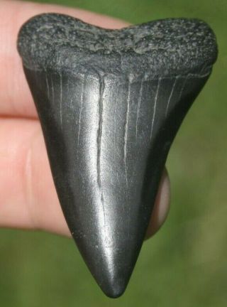 Mako Shark Tooth Isurus Hastalis Fossil Pleistocene