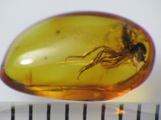 4,  5mm Gnat Gemstone Real Baltic Amber Fossil Insect Inclusion (0545)