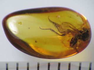 4,  5mm GNAT Gemstone Real Baltic Amber Fossil Insect Inclusion (0545) 3