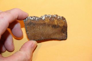 Petrified Palm Wood Agatized Brown Cream Fossil Harnet County Nc W.  R.  West