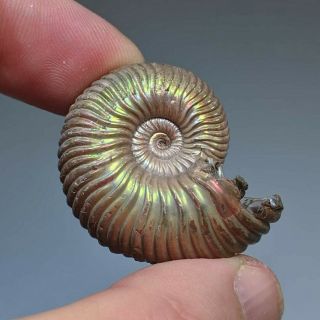 3,  5 Cm (1,  4 In) Ammonite Shell Eboraciceras Jurassic Pyrite Russia Fossil
