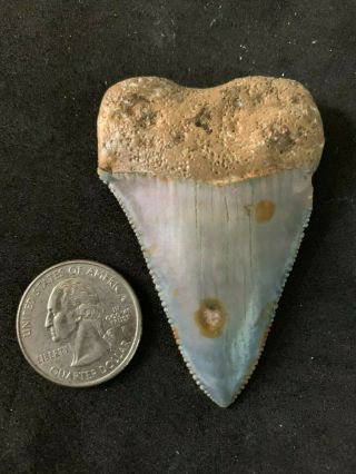 Great White Shark Tooth 2.  538 Inch Huge Apex Artifacts