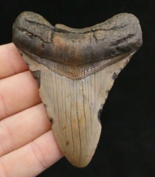 Megalodon Shark Tooth 3.  60 " Extinct Fossil Authentic Not Restored (cg13 - 169)