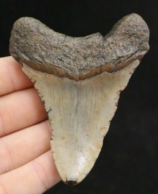 Megalodon Shark Tooth 3.  60 