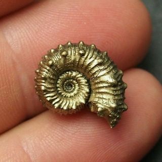 17mm Kosmoceras Sp.  Pyrite Ammonite Fossils Callovian Fossilien Russia