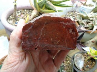 Petrified Palm Root Wood Great Colors Deep Bright Red Solid Chunk Face Polish