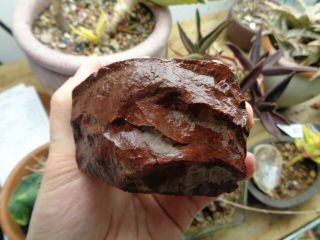 Petrified Palm Root Wood great colors Deep bright red SOLID CHUNK face polish 2