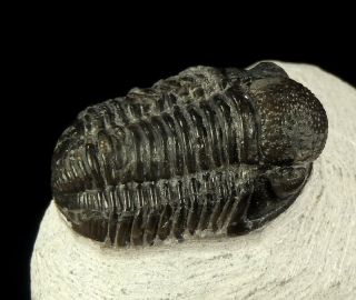 Devonian Trilobite Gerastos (proetus), ,  Anti - Atlas /kz035