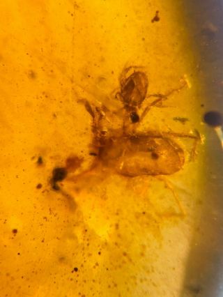 2 Unique Ixodoidea Tick Burmite Myanmar Burma Amber Insect Fossil Dinosaur Age