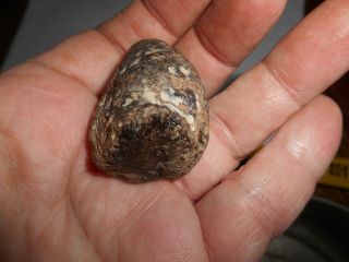 Fossil Poo Mosasaur Coprolite Cretaceous Of N.  E Texas Fossilized Poop