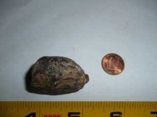 Fossil Poo Mosasaur Coprolite Cretaceous of N.  E Texas Fossilized poop 2