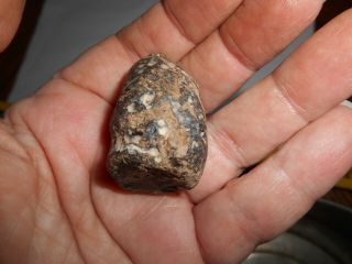 Fossil Poo Mosasaur Coprolite Cretaceous of N.  E Texas Fossilized poop 3