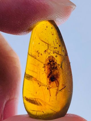 1.  65g Adult Roach Burmite Myanmar Burmese Burma Amber Insect Fossil Dinosaur Age