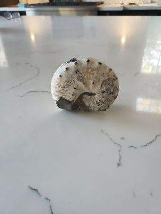 Ammonite Fossil,  Scaphite,  South Dakota