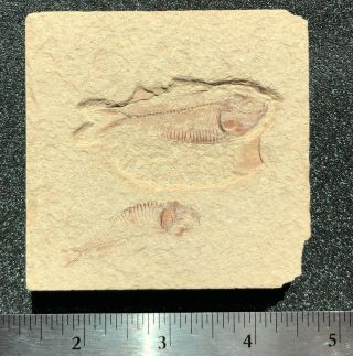 Green River Formation Fossil Fish,  2 Gosiutichthys (not Knightia) Specimens
