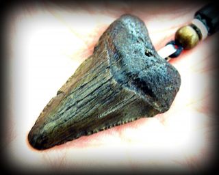 1 - 1/2 " Megalodon Great White Shark Tooth Teeth Pendant Jewelry S.  C.  Fossil