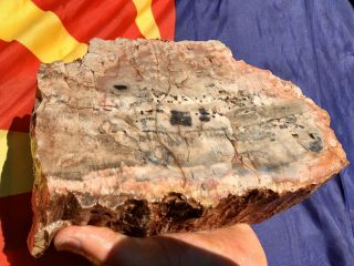 Reilly’s Rocks: Spectacular Arizona Petrified Wood,  12 Lb