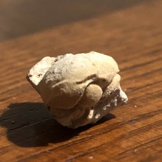 Unusual Small Trilobite Bug Fossil Illinois Rare Fine Quality Matrix Death