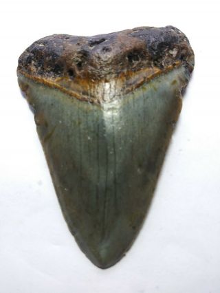 3.  30 " Megalodon Shark Tooth Fossil 100 Authentic