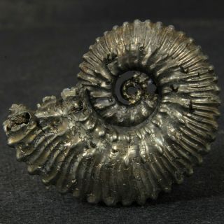 1.  4in/3.  5cm Incredible Shine Pyrite Ammonite Kosmoceras Callovian Fossil Russia