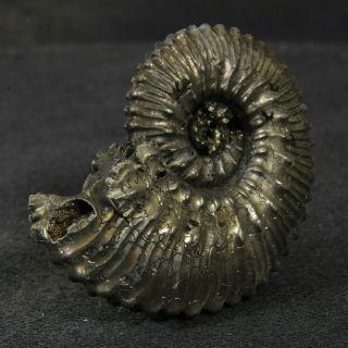 1.  4in/3.  5cm incredible shine pyrite Ammonite Kosmoceras Callovian fossil Russia 2