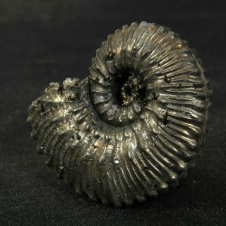 1.  4in/3.  5cm incredible shine pyrite Ammonite Kosmoceras Callovian fossil Russia 3