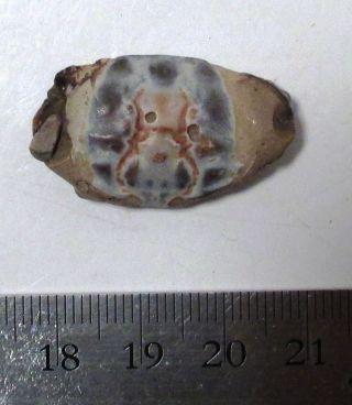 Fossil crab - Branchioplax - Miocene - Pliocene age - Palawan,  Philippines 3