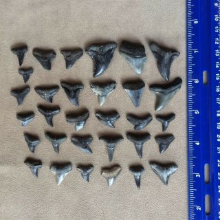 Florida Fossil Shark Teeth White Shark Bull Shark Others Guaranteed Authentic