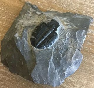 Trilobite Fossil Black Elrathia Kingii In Gray Shale 1.  25”