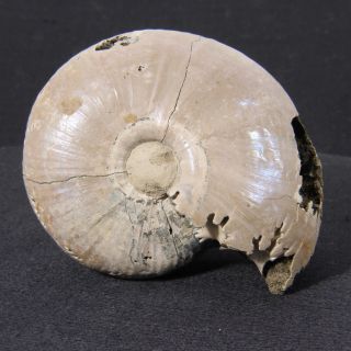 2.  6in/6.  6cm Wow Size 75g Nacre Pyritized Ammonite Funiferites Jurassic Russia