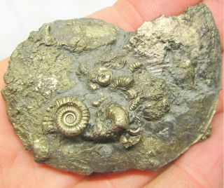 Stunning Oxynoticeras Multi - Ammonite 65 Mm Jurassic Pyrite Fossil Uk Minerals