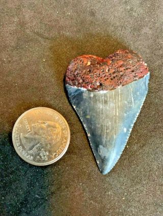 Great White Shark Tooth 2.  076 Inch Huge Apex Artifacts
